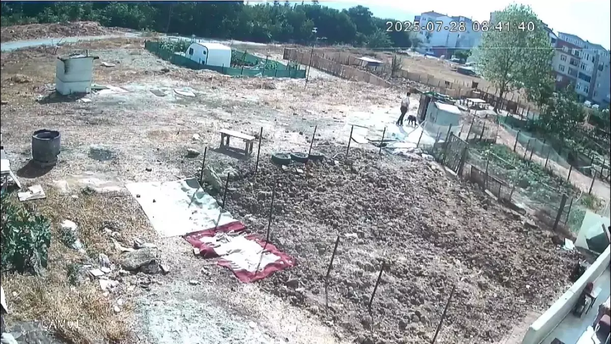 Esenyurt’ta Köpeklere İşkence ve Çalma Olayı