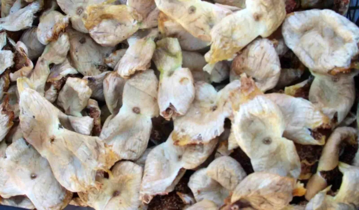 mut inciri ureticisinin yuzunu guldurdu 4d7PWgcI.jpg