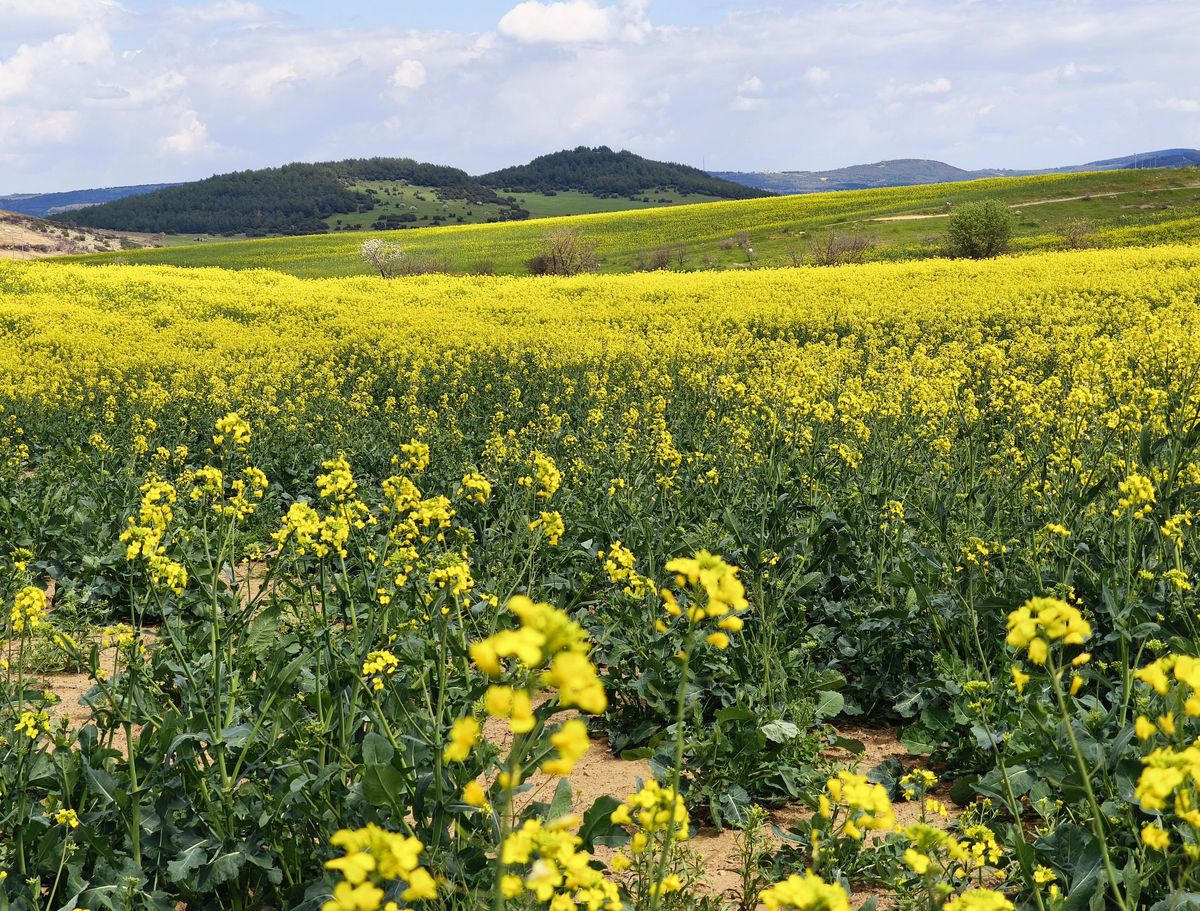 Trakya’nın Sarı Renkli Tarlaları: Kanola Hasatına Hazırlanıyor
